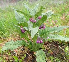 Image result for Symphytum officinale