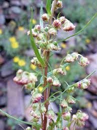 Image result for Artemisia dracunculus