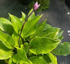 Attēlu rezultāti vaicājumam “Hosta sp.”