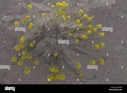 Attēlu rezultāti vaicājumam “Alyssum gmelinii”