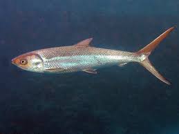 Image result for Chanos chanos