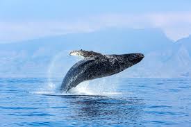 Image result for Diplodus capensis