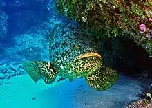 Image result for Hyporthodus quernus