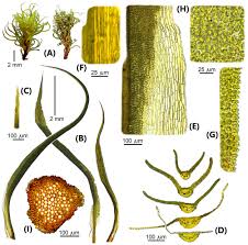 Attēlu rezultāti vaicājumam “Tortella tortuosa”