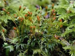 Attēlu rezultāti vaicājumam “Fissidens bryoides sporophyte”