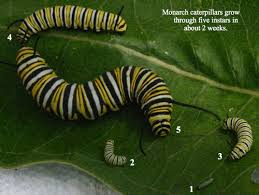 Image result for monarch caterpillar