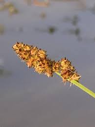 Attēlu rezultāti vaicājumam “Carex acuta fruit”