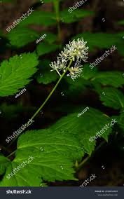 Attēlu rezultāti vaicājumam “Actaea spicata flower”