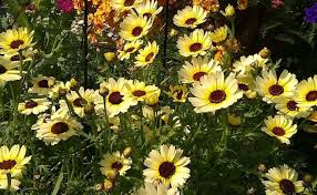Image result for Chrysanthemum segetum