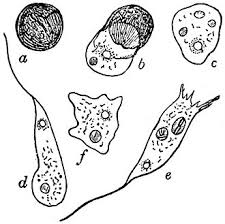 Attēlu rezultāti vaicājumam “Amaurochaete atra spores”