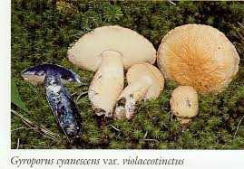 Attēlu rezultāti vaicājumam “Gyroporus cyanescens”
