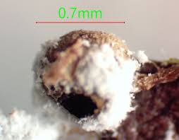 Attēlu rezultāti vaicājumam “Lycogala ustulatum sessile”