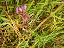 Attēlu rezultāti vaicājumam “Pedicularis palustris fruit”
