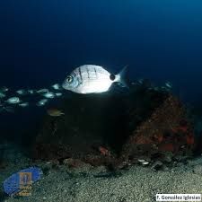 Image result for Diplodus cadenati