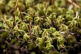 Attēlu rezultāti vaicājumam “Tortella inclinata”