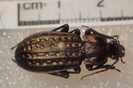 Attēlu rezultāti vaicājumam “Carabus clathratus”