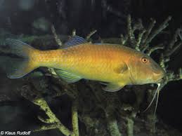 Image result for Parupeneus cyclostomus