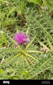 Attēlu rezultāti vaicājumam “Cirsium acaule leaf”
