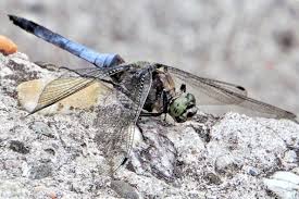 Attēlu rezultāti vaicājumam “Orthetrum cancellatum male”