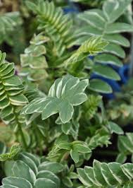 Attēlu rezultāti vaicājumam “Polemonium caeruleum leaf”