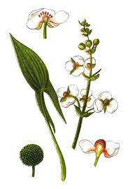 Attēlu rezultāti vaicājumam “Sagittaria sagittifolia”