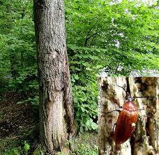 Attēlu rezultāti vaicājumam “Pseudocistela ceramboides”