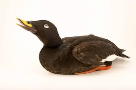 Attēlu rezultāti vaicājumam “Melanitta fusca”