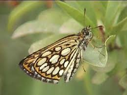 Attēlu rezultāti vaicājumam “Heteropterus morpheus underside”