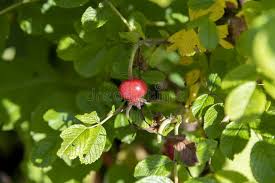 Attēlu rezultāti vaicājumam “Rosa majalis fruit”