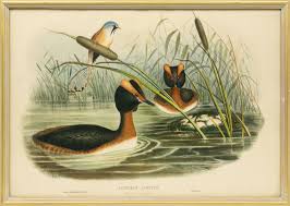 Image result for Podiceps auritus