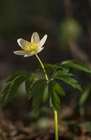 Attēlu rezultāti vaicājumam “Anemone nemorosa bud”