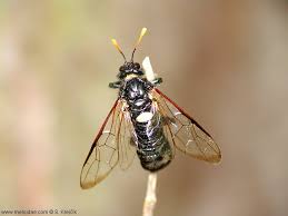 Attēlu rezultāti vaicājumam “Cimbex luteus”