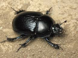 Attēlu rezultāti vaicājumam “Geotrupes”