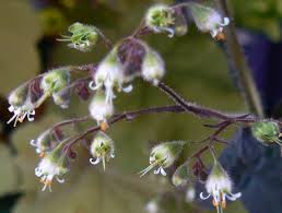 Attēlu rezultāti vaicājumam “Saxifragaceae”