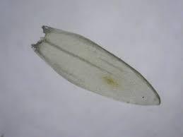 Attēlu rezultāti vaicājumam “Straminergon stramineum”