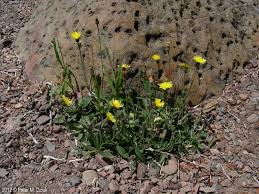 Image result for Hieracium pilosella