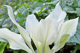 Image result for Hosta White Feather
