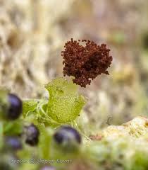 Attēlu rezultāti vaicājumam “Fossombronia wondraczekii”