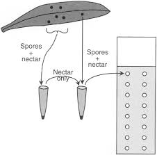 Attēlu rezultāti vaicājumam “Tranzschelia pruni-spinosae spores”