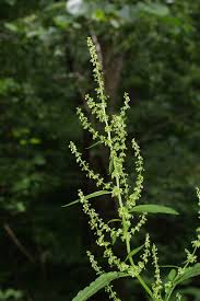 Attēlu rezultāti vaicājumam “Rumex obtusifolius flower”