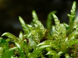 Attēlu rezultāti vaicājumam “Brachythecium rivulare”