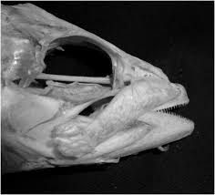 Image result for Scomber scombrus