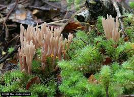 Attēlu rezultāti vaicājumam “Lentaria sp.”