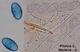 Attēlu rezultāti vaicājumam “Miladina lecithina”