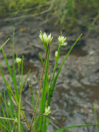 Attēlu rezultāti vaicājumam “Rhynchospora alba flower”