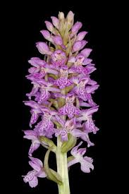 Attēlu rezultāti vaicājumam “Dactylorhiza majalis subsp. baltica flower”