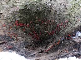 Attēlu rezultāti vaicājumam “Neonectria fuckeliana”