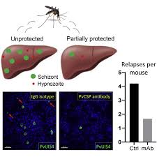 Attēlu rezultāti vaicājumam “Enteridium olivaceum plasmodium”
