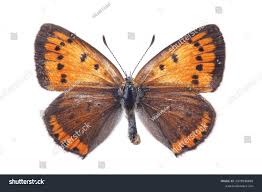 Attēlu rezultāti vaicājumam “Lycaena dispar”