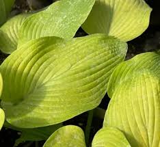 Attēlu rezultāti vaicājumam “Hosta sp.”